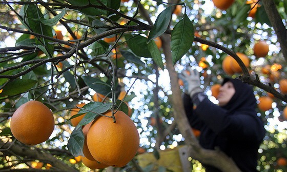 باغداران مرکبات را تا قبل از یخبندان زمستانی برداشت کنند
