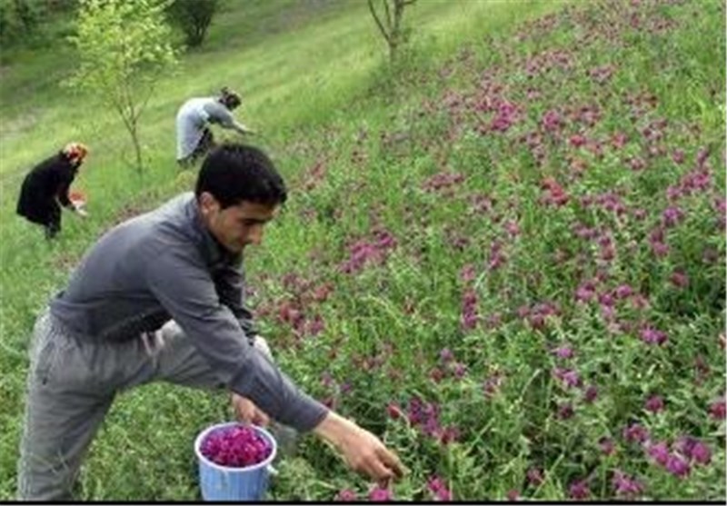 70 گونه گیاهی با خاصیت درمانی در ایرانشهر شناسایی شده است