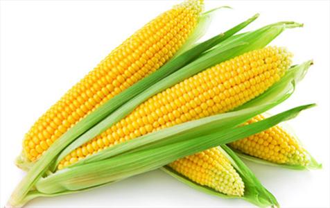 بیماری هایی که با ذرت درمان می شوند