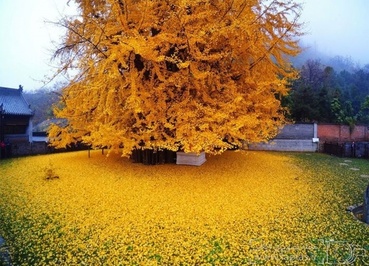 جذب گردشگران بسوی درختی 1400 ساله در چین