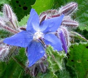 با یک فنجان‌ از این گل آرامش را تجربه کنید