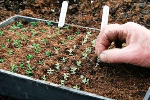 کشت 128 گونه گياهان دارويي در اردبيل