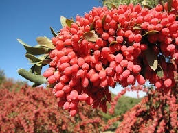 درختچه های وحشی زرشک کوهی را بهتر بشناسیم