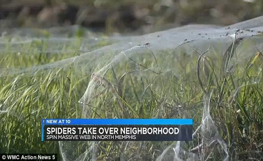 حمله نیم میلیون عنکبوت بر پوشش گیاهی یک ایالت +تصاویر