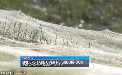 حمله نیم میلیون عنکبوت بر پوشش گیاهی یک ایالت
