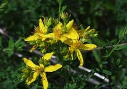 این گیاه آرام بخش‌ طبیعی را بیشتر بشناسید