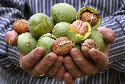 این دانه روغنی نمی گذارد شما دیابت بگیرید!