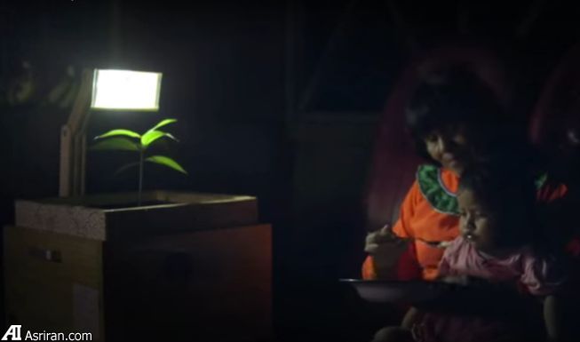 چراغی که تنها از یک گیاه نیرو می گیرد!