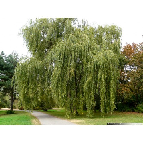 پوست درخت بید ضد درد