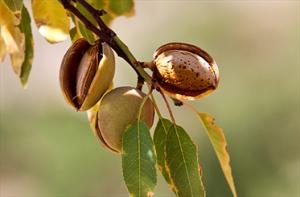 کنترل وزن و اشتها با مصرف روزانه بادام