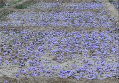 زعفران کم آب، مرهمی بر روی زخم خشکسالی در فارس