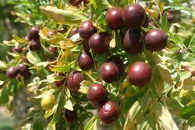 خواص دارویی عناب