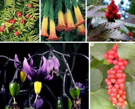 40 کودک در هند در پي خوردن دانه هاي گياهي سمي مسموم شدند