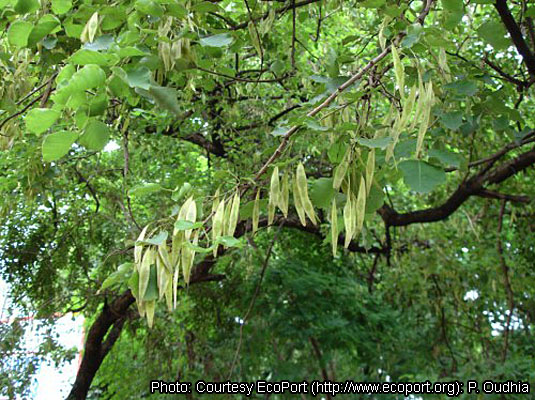 وجود شرایط ایده‌آل برای رویش انواع گیاه دارویی در خاش