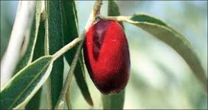 پاییز فصل برداشت میوه ای فراموش شده در زنجان