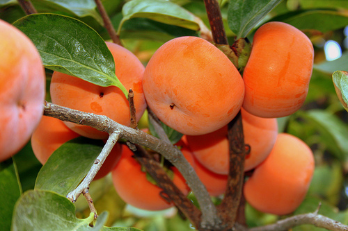 خرمالو بهترین پاک‌کننده کبد و معده 