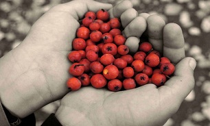 با زالزالک خون خود را در شب یلدا تصفیه کنید