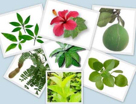 یکهزار گونه گیاهی کشور خاصیت دارویی دارند
