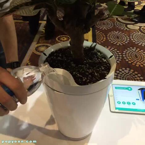 گلدان هوشمندی که گیاهان را آبیاری می‌کند