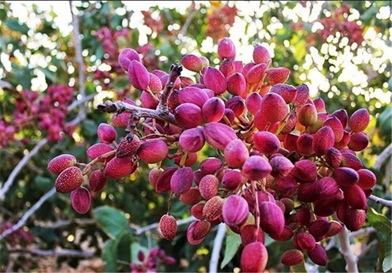 کشت پسته در اراضی کشاورزی استان زنجان توسعه می‌یابد