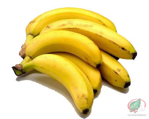  هشدار از شیوع نوعی قارچ موز