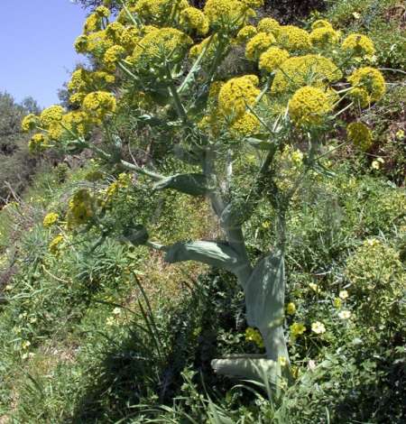 سالانه حدود ۱۵ هزار هکتار به عرصه های بی...