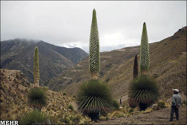 گیاهی که فقط در یک قرن یکبار گل می دهد +تصاویر