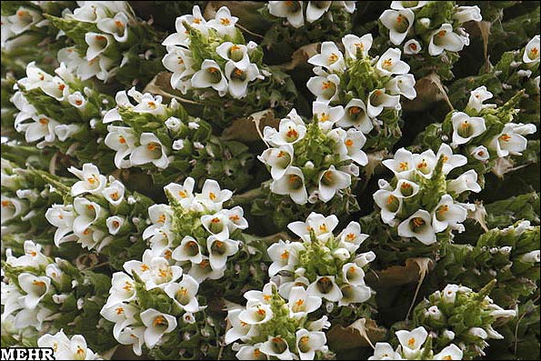 گیاهی که فقط در یک قرن یکبار گل می دهد +تصاویر