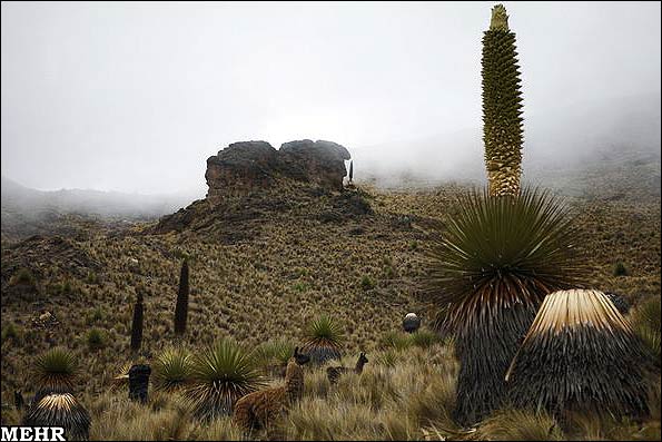 گیاهی که فقط در یک قرن یکبار گل می دهد