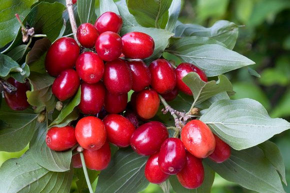 معرفی چند مواد غذایی برای پیشگیری از سرطان