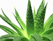 5 غذای گیاهی برای رفع سوءهاضمه