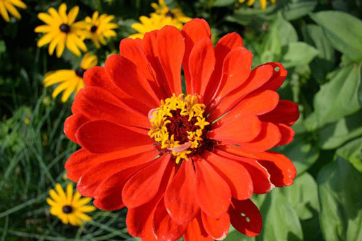 پرورش گل در ایستگاه فضایی بین المللی