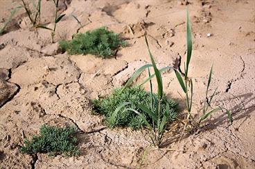 تغییر متابولیسم گیاهان به دنبال غلظت دی اکسیدکربن