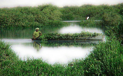 جنگل های مانگرو هرمزگان جاذبه طبیعی گردشگری در آب های خلیج فارس+تصاویر