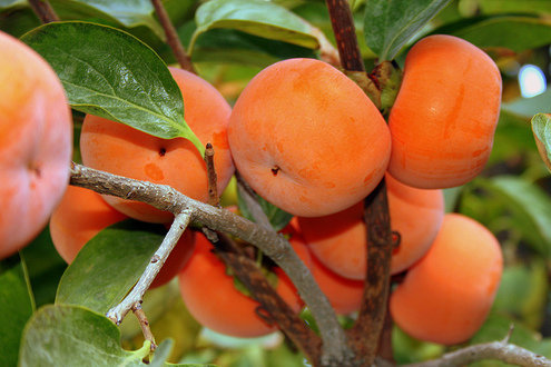 فواید خرمالو برای بدن چیست؟