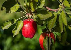 به بار نشستن درخت سیب در آستانه زمستان در املش