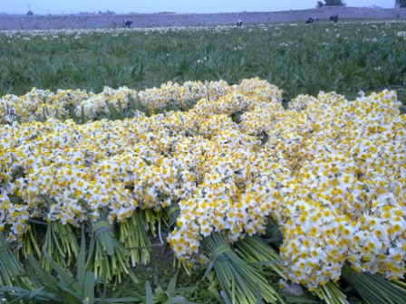 آغاز برداشت گل نرگس از نرگس زارهاي خوزستان