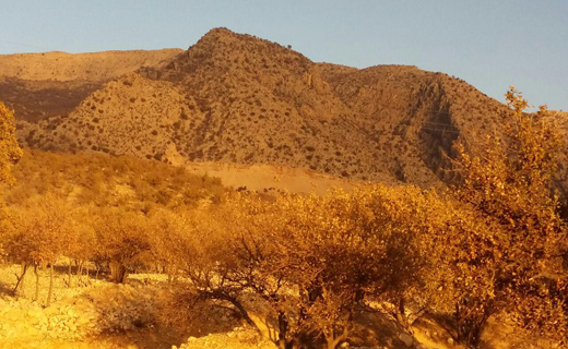 چهره پاییزی بزرگترین جنگل بلوط ایران+تصاویر