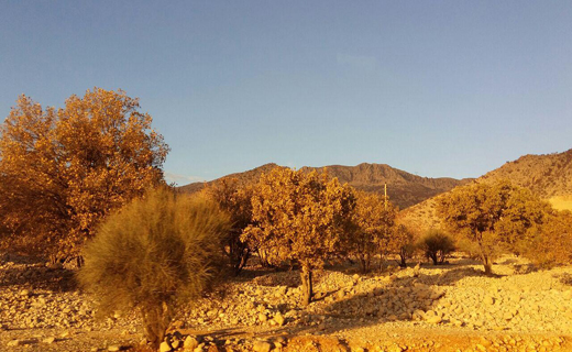 چهره پاییزی بزرگترین جنگل بلوط ایران+تصاویر