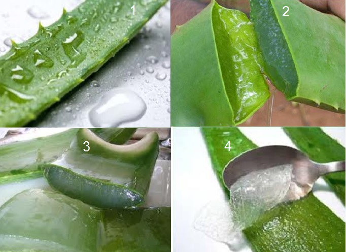 مزاياي زيبايي آلوئه ورا