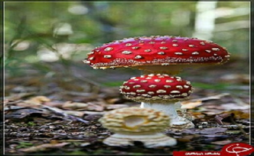 تصاویری زیبا از شگفتی خلقت پروردگار