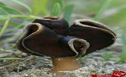 تصاویری زیبا از شگفتی خلقت پروردگار