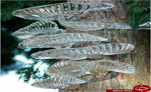 تصاویری زیبا از شگفتی خلقت پروردگار