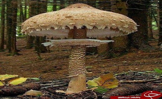 تصاویری زیبا از شگفتی خلقت پروردگار