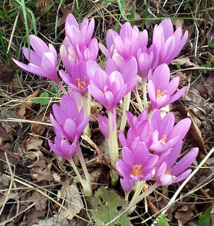گیاهی علیه نقرس