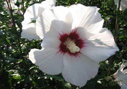 آشنایی با خواص گل ختمی