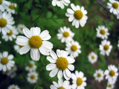 روش ساخت شامپو پروتئینی طبیعی