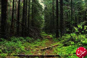 پیامد جبران‌ناپذیر خشکسالی بر درختان