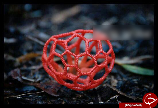 عجیب ترین قارچ سمی جهان