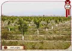 مدیریت صحیح باغداری، سبب افزایش قدرت انباری محصول می شود